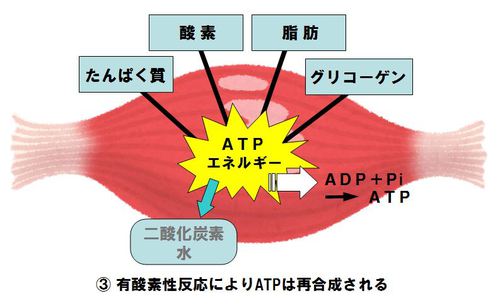 ３つの筋肉エネルギー発生機構とATP再合成3