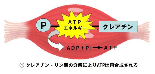 3つの筋肉エネルギー発生機構とATP再合成