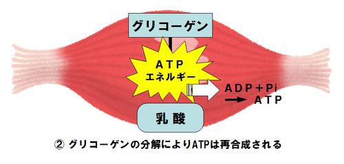 3つの筋肉エネルギー発生機構とATP再合成2