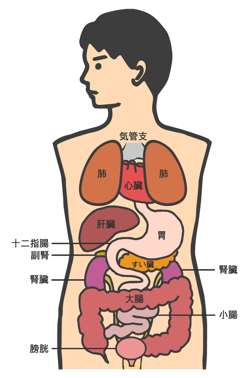 @自律神経と背骨1