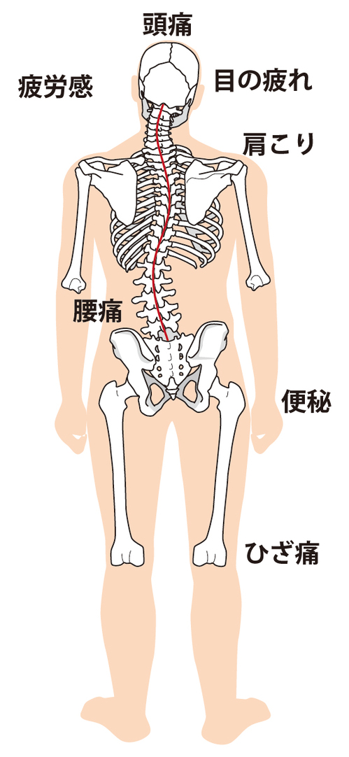脊椎動物にとって背骨は生命活動の大黒柱〜4