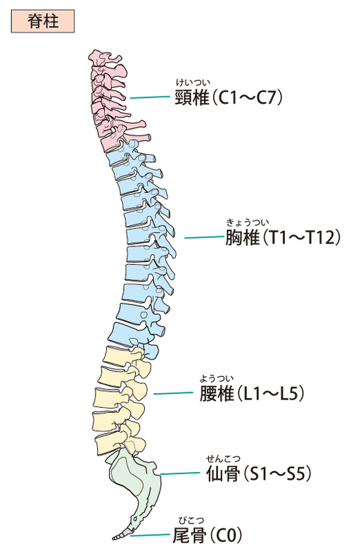脊椎動物にとって背骨は生命活動の大黒柱〜2
