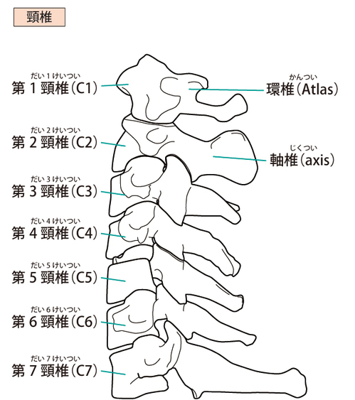 首の骨